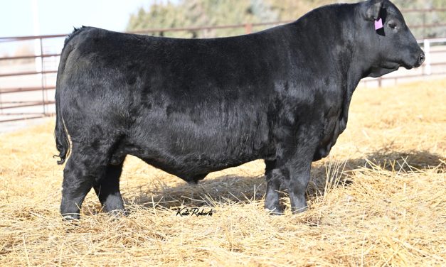 Angus Embryos For Sale:  SB10-3537