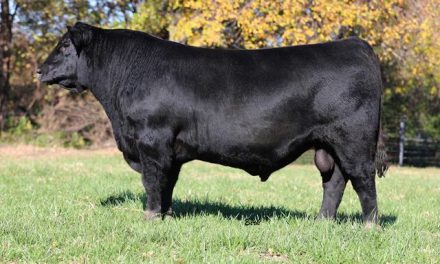 Angus Semen For Sale: SB10-3580