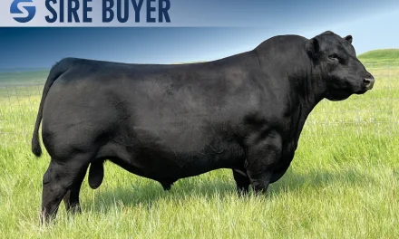 Angus Embryos For Sale:  SB10-3487