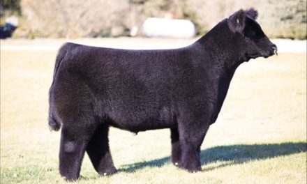 Club Calf Semen For Sale:  SB10-3576