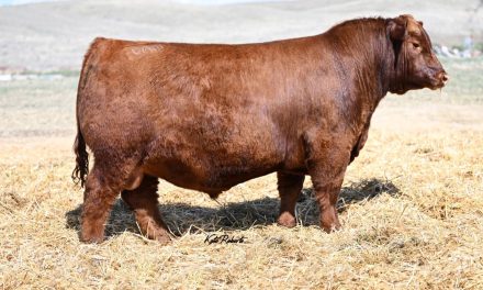 Red Angus Semen For Sale:  SB10-3561