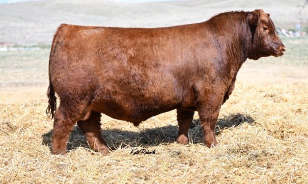 Red Angus Semen Wanted:  SB10-3689
