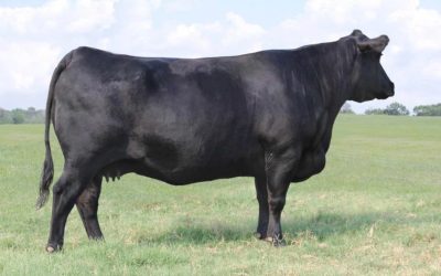 Angus Embryos For Sale:  SB10-3578