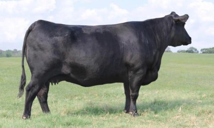 Angus Embryos For Sale:  SB10-3578
