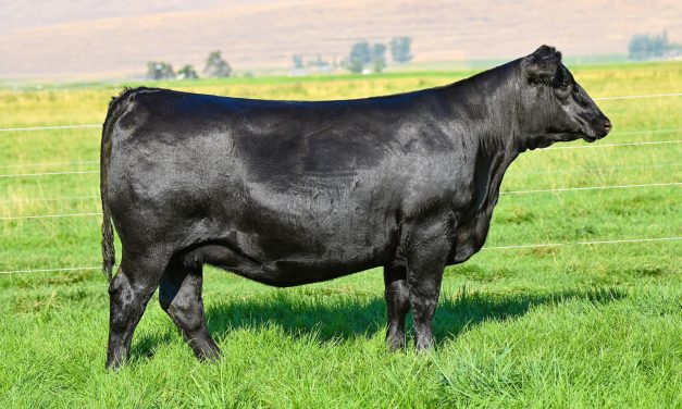 Angus Embryos For Sale:  SB10-3583