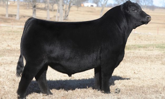 Angus Semen For Sale:  SB10-3562