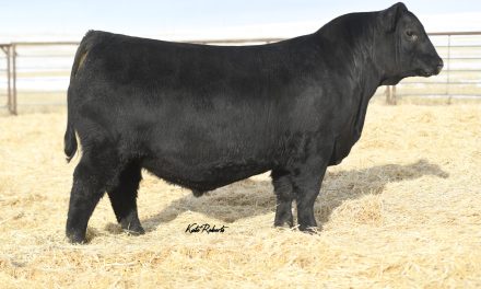 Angus Semen For Sale:  SB10-3568