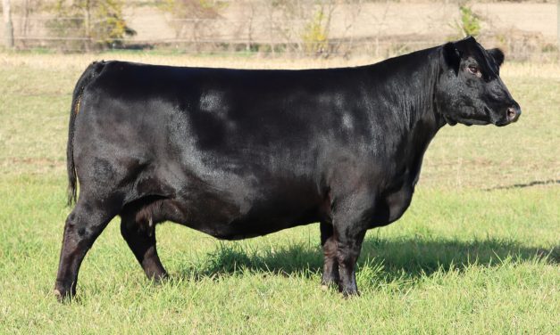 Angus Embryos For Sale:  SB10-3573