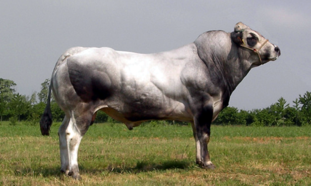 Piedmontese Semen For Sale:  SB10:3566