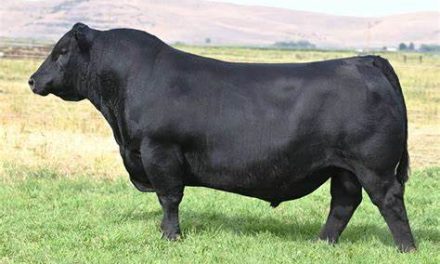 Angus Semen For Sale:  SB10-3560