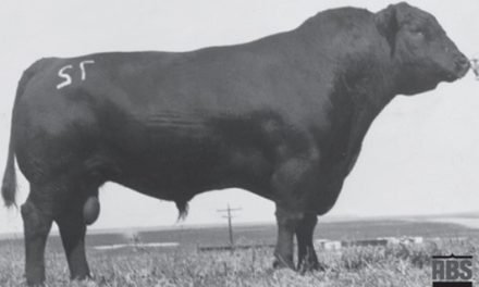 Angus Semen For Sale:  SB10-3594