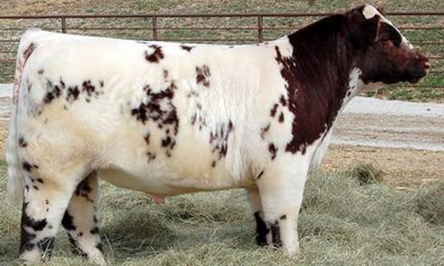 Shorthorn Semen For Sale:  SB10-3577