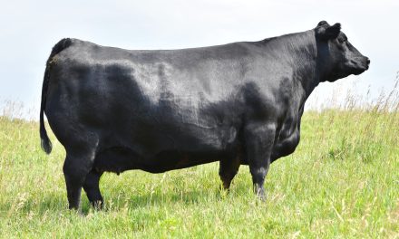 Angus Embryos For Sale:  SB10-3135