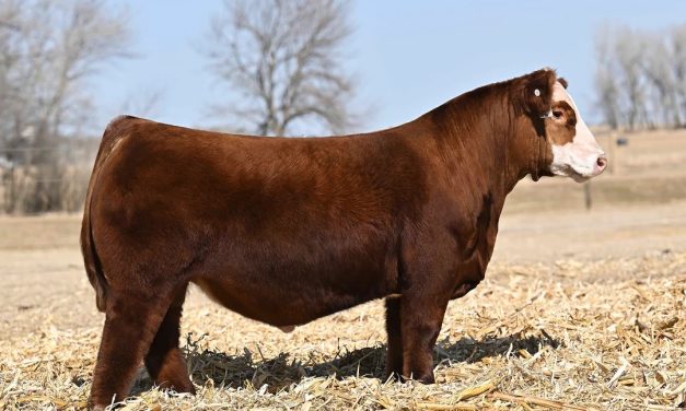 Simmental Semen For Sale:  SB10-4286