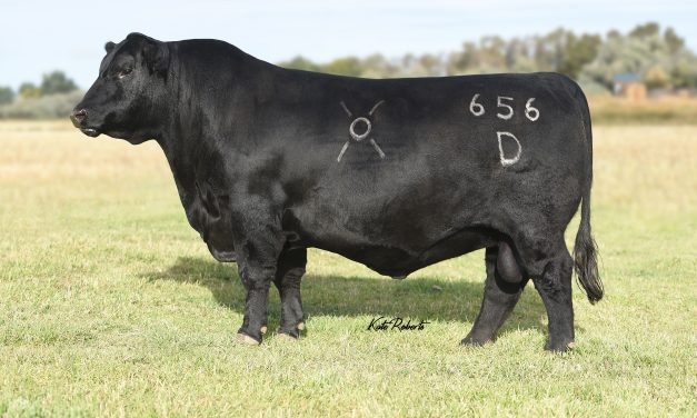 Angus Semen For Sale:  SB10-3882