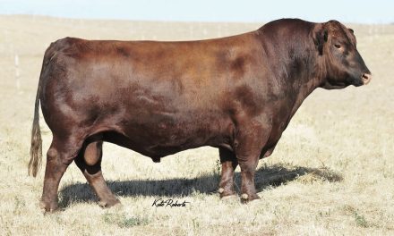 Red Angus Semen Wanted:  SB10-3596