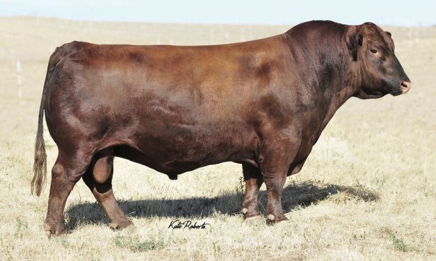 Red Angus Semen For Sale:  SB10-3634