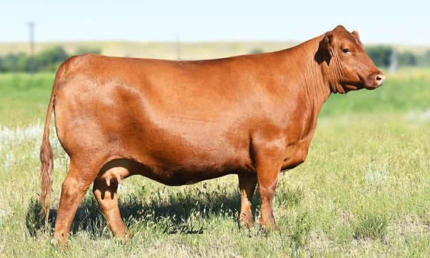 Red Angus Embryos For Sale:  SB10-3561