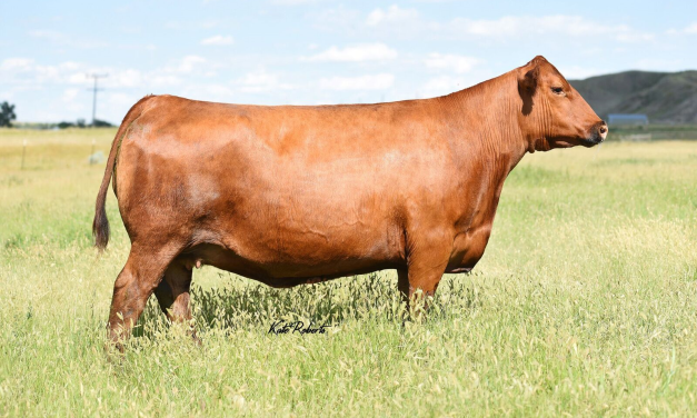 Red Angus Embryos For Sale:  SB10-3641