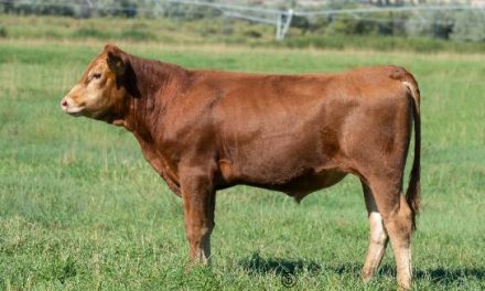 Wagyu Embryos For Sale:  SB10-3644