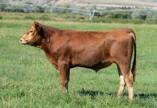 Wagyu Embryos For Sale:  SB10-3644