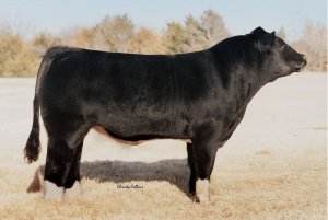 Maine Anjou Semen For Sale:  SB10-3455