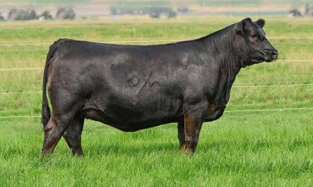 Angus Embryos For Sale:  SB10-3617