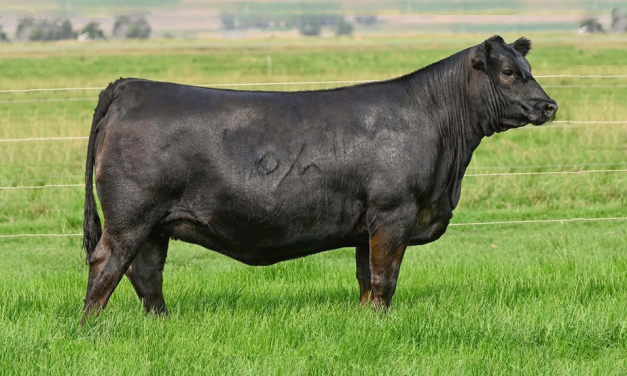 Angus Embryos For Sale:  SB10-3617