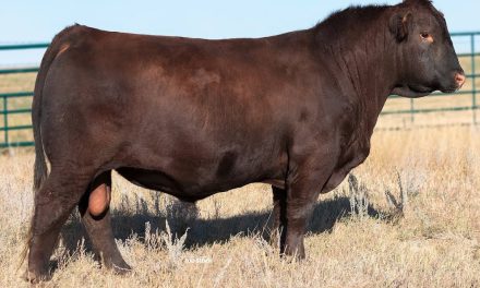 Red Angus Semen Wanted:  SB10-3619