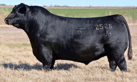 Angus Semen Wanted:  SB10-3595