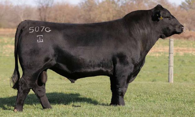 Angus Embryos For Sale:  SB10-3603