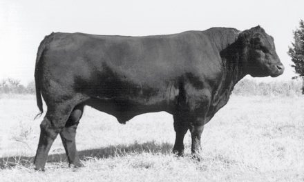 Angus Semen For Sale:  SB10-3615