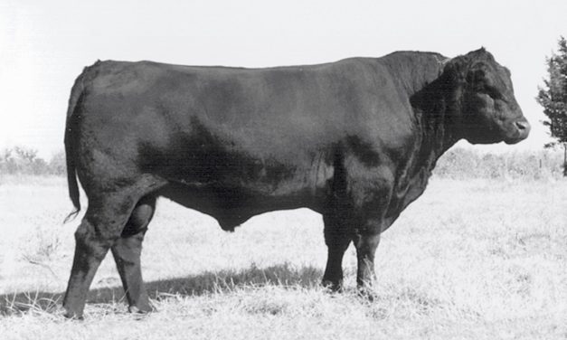 Angus Semen For Sale:  SB10-3615