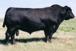 Angus Embryos For Sale:  SB10-3639