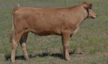 Wagyu Embryos For Sale:  SB10-3645