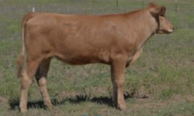 Wagyu Embryos For Sale:  SB10-3645
