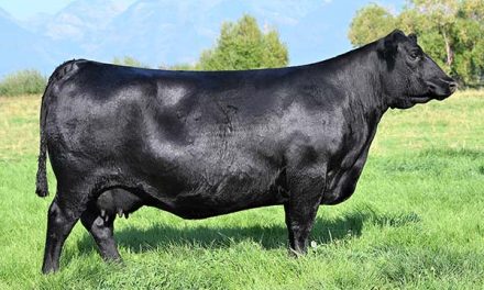 Angus Embryos For Sale:  SB10-4588