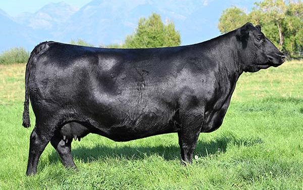 Angus Embryos For Sale:  SB10-4737