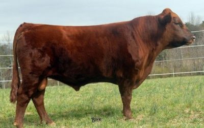 Dexter Dairy Semen For Sale:  SB10-3616