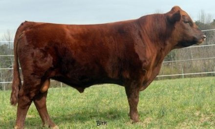 Dexter Dairy Semen For Sale:  SB10-3616