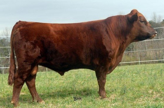Dexter Dairy Semen For Sale:  SB10-3616