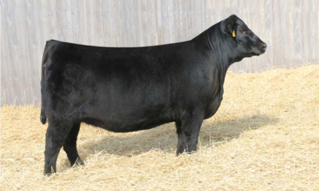 Angus Embryos For Sale:  SB10-3618