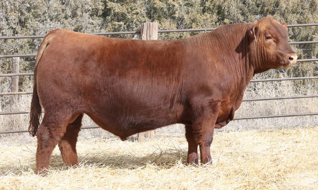 Red Angus Embryos For Sale:  SB10-3664