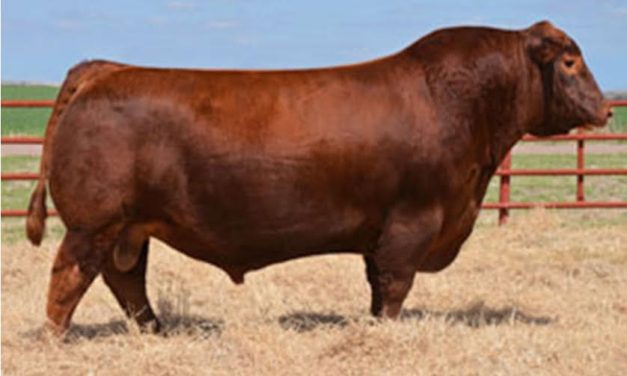 Red Angus Semen For Sale:  SB10-3621