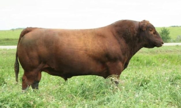 Red Angus Semen For Sale:  SB10-4563