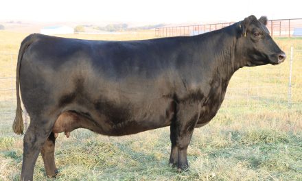 Angus Embryos For Sale:  SB10-3613