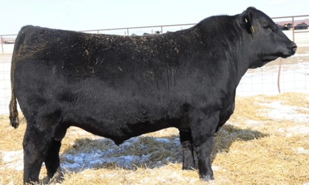 Angus Semen For Sale:  SB10-3623