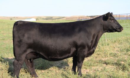 Angus Embryos For Sale: SB10-3612
