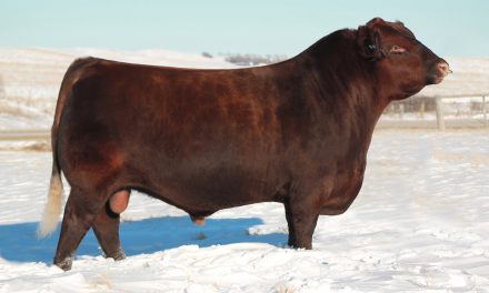 Red Angus Semen For Sale:  SB10-3655