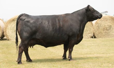 Angus Embryos For Sale:  SB10-3642